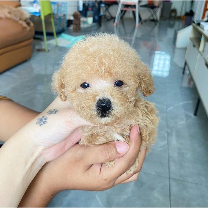 Anakan Poodle Harga Red Poodle Jual Anjing Red Toy Poodle 2025
