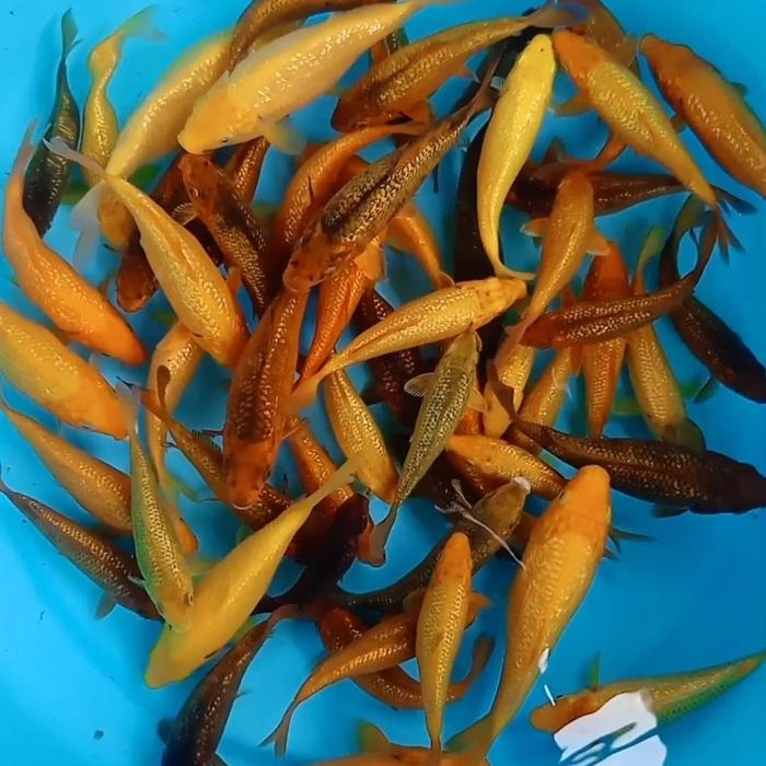 Qattiq ogziga sikilgan kaltakning porno videosini koring