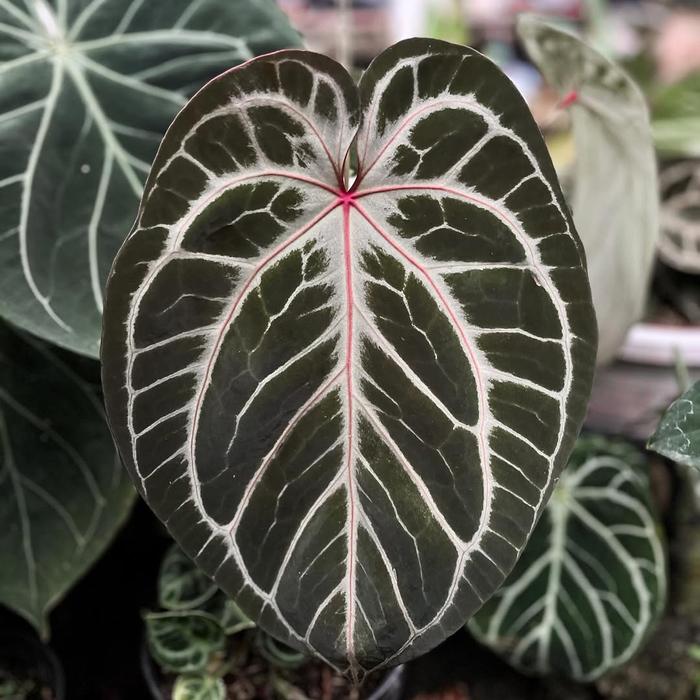 蘑*o様 アンスリウム King of Spades x Red Crystal Anthurium King of Spades × Red Crystallinum (HU × RC