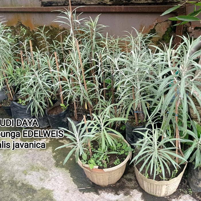 Gambar Bibit bunga edelweis - 5 batang dari sarang kupu kupu dried flowers undefined Tokopedia