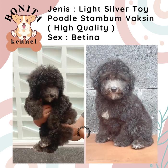 Best jual mini poodle on Sale