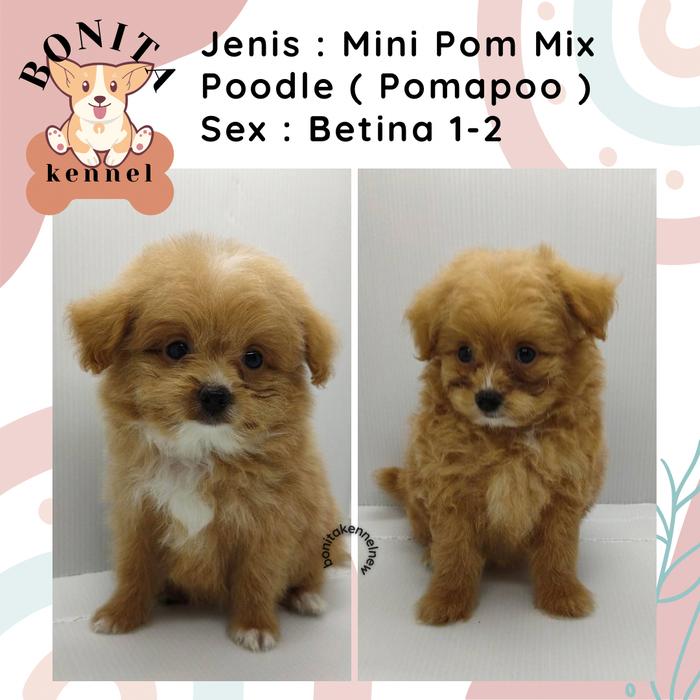 Poodle Jantan Super Red Toy Poodle Jual Red Toy Poodle Best Mix Mini