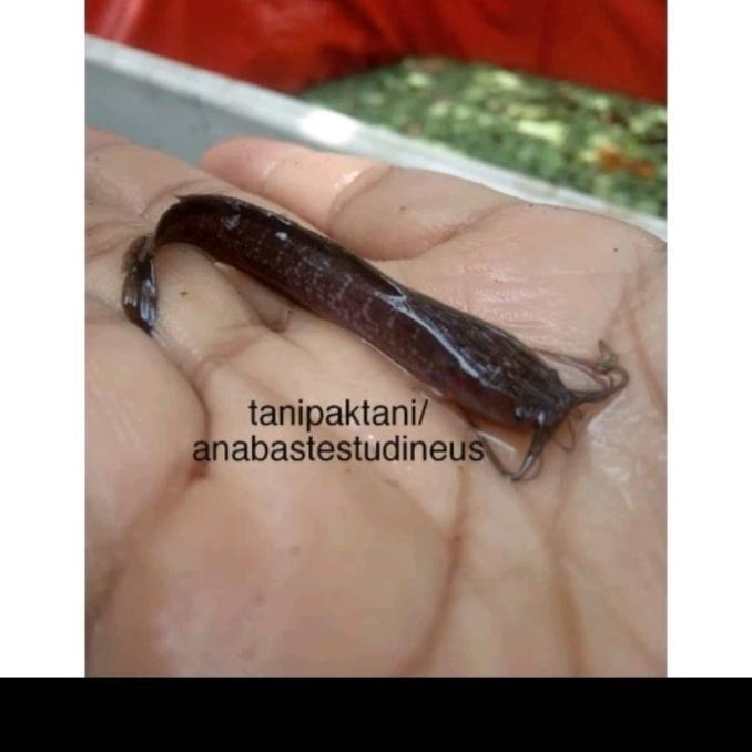 Gambar Promo Lele Limbat Lembad ( clarias nieuhofii ) - 10 dari Canis Lupus Shop undefined Tokopedia