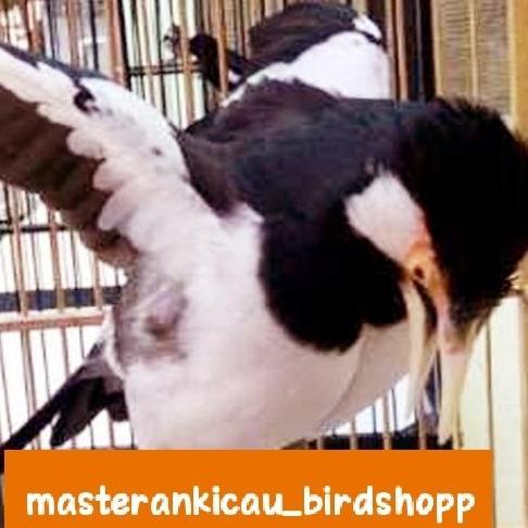 Gambar Promo burung jalak suren gacor jinak total keren dari Canis Lupus Shop undefined Tokopedia