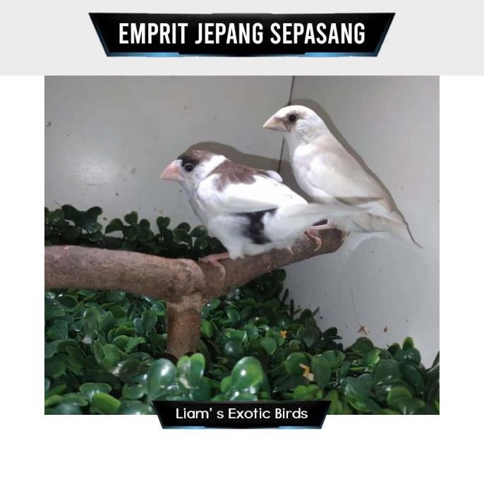 Gambar Promo Burung Emprit Jepang Emje Finch Sepasang - Satuan dari Canis Lupus Shop undefined Tokopedia