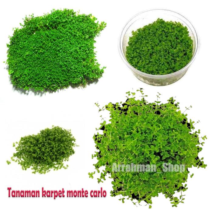 Gambar Tanaman Air Aquascape aquarium karpet monte carlo liopsi hairgras - tanaman aquascape aquarium carpet dasar tanaman asli hidup fresh - monte dari Arrahman Shop2 undefined Tokopedia