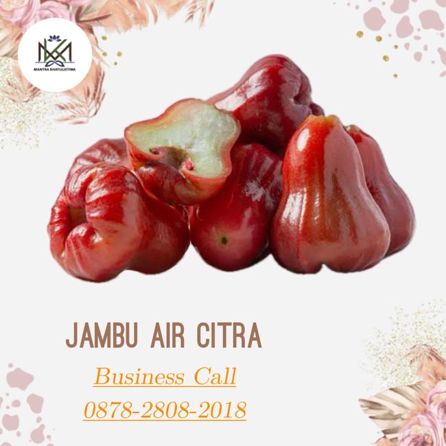 Gambar Jambu Air Citra - 1 kg dari MANTRA KHATULISTIWA DEPOK undefined Tokopedia