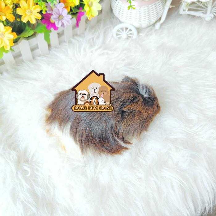 Jual cavi guinea pig coronet guineapig gp cavy cavvies marmut