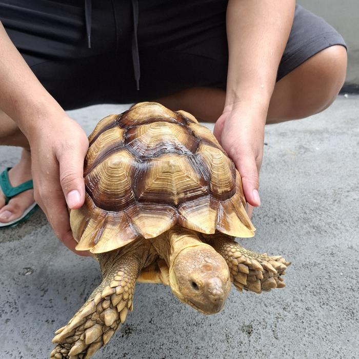 Gambar Kura Kura Sulcata 26 cm Murah dari Aganta Store undefined Tokopedia