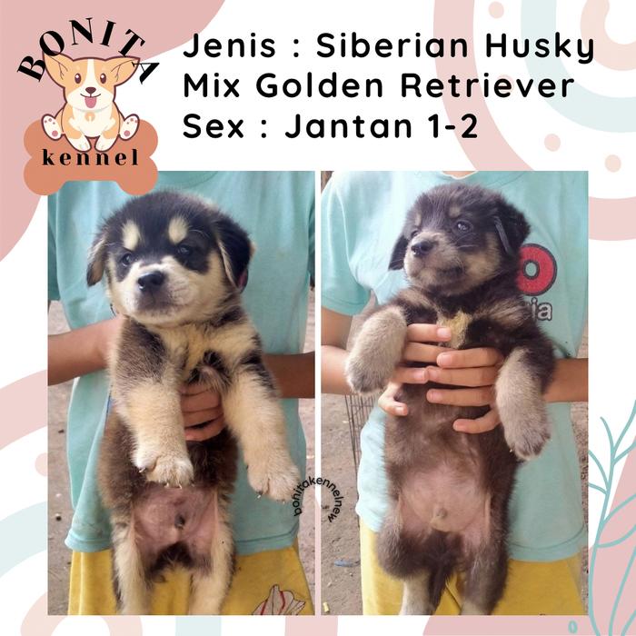 Mini Pom Dijual Jual Jual Anjing Hot Mini Pom Pomeranian