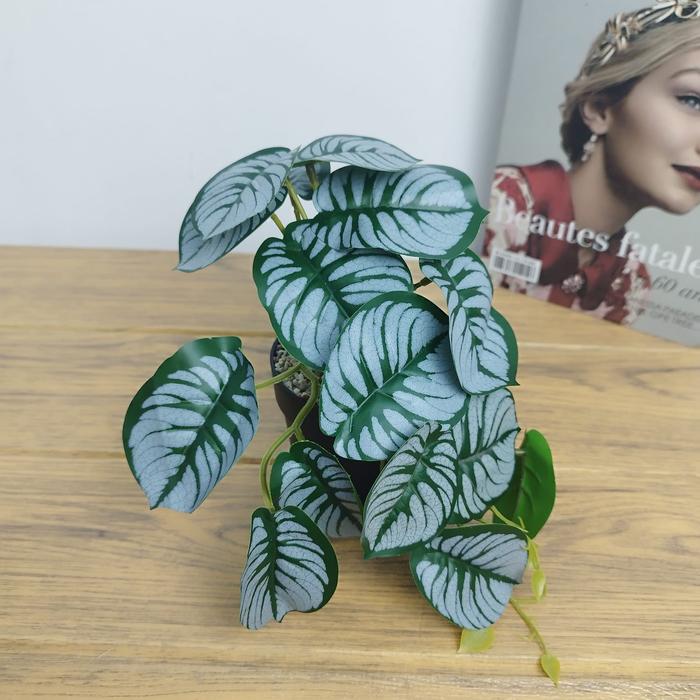 Gambar Tanaman Hias Rambat Pot Bunga Daun Keladi Umbi Plastik Dekorasi Rumah - VARIAN 01 dari UNICO.indonesia undefined Tokopedia