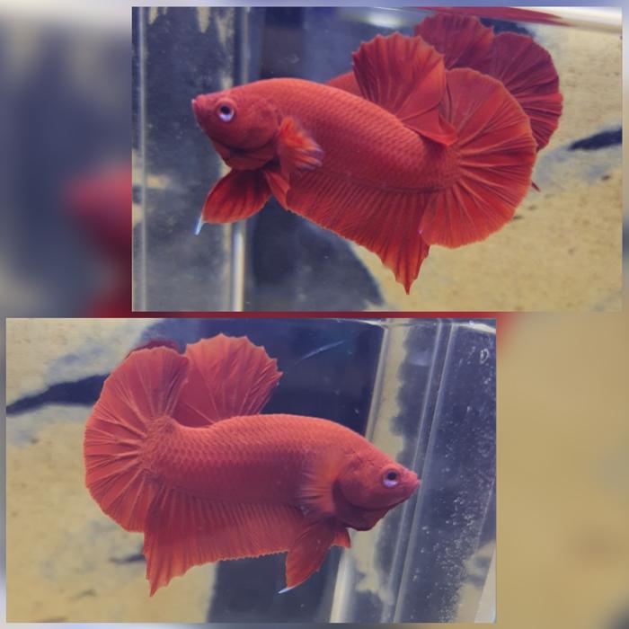 Gambar ikan cupang hias kontes super red 7 dari JES Mardaup undefined Tokopedia
