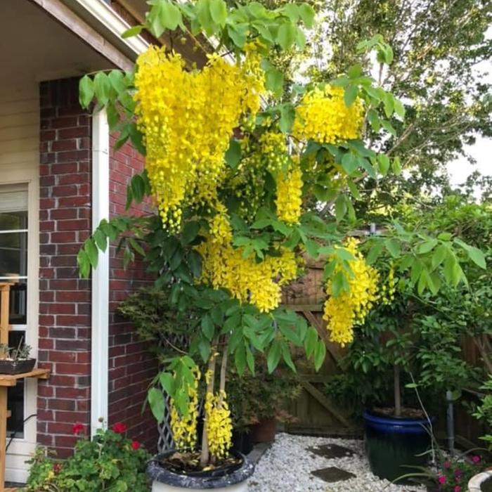 Gambar tanaman cassia fistula golden shower  2 meter casia dari AGRI CULTURE_NEW undefined Tokopedia
