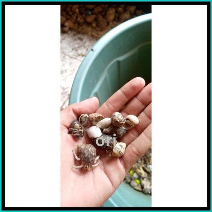 Gambar KELOMANG HIDUP MURAH UKURAN SM 1 KG - Xs dan S, 1/2 kg dari soledated undefined 3 Tokopedia