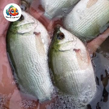 Gambar Bibit Ikan Tembakang Size 8-12 Cm grade A dari Aarsya fish farm undefined Tokopedia