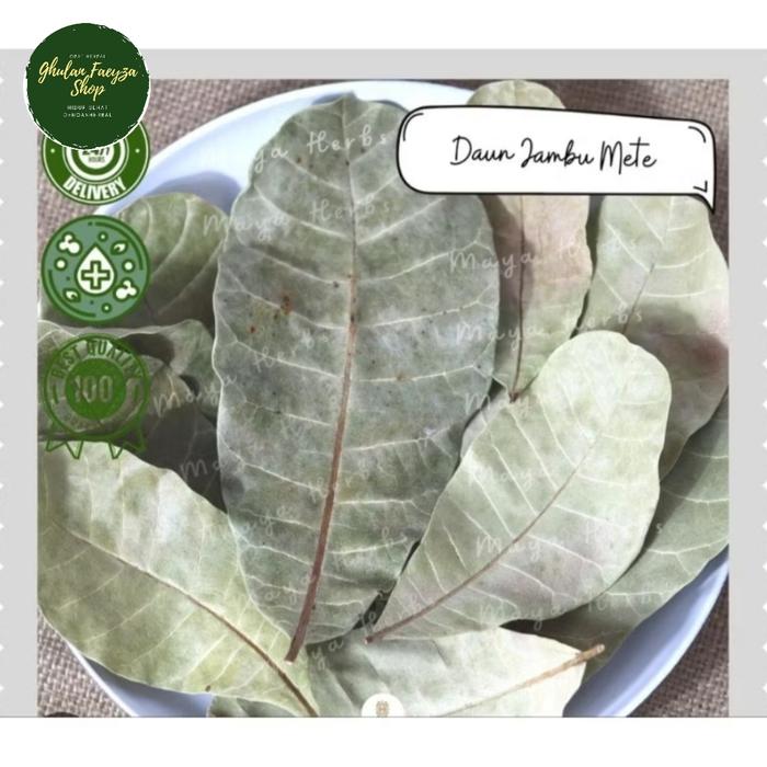 Gambar Daun jambu mete kering asli berat 100gr rempah nusantara dari Ghulan Faeyza Shop undefined Tokopedia