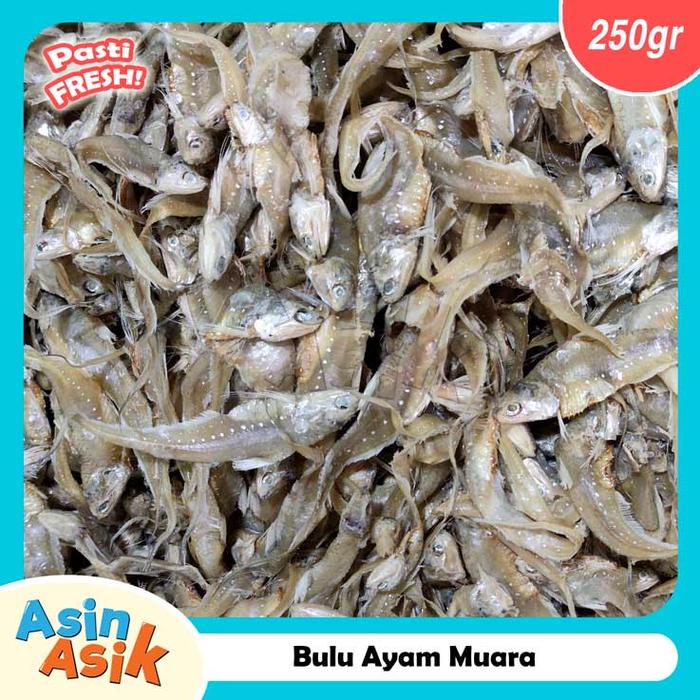 Gambar Ikan Asin Bulu Ayam Muara Premium Kualitas Super Segar Fresh - 250 gr dari Asin Asik undefined Tokopedia