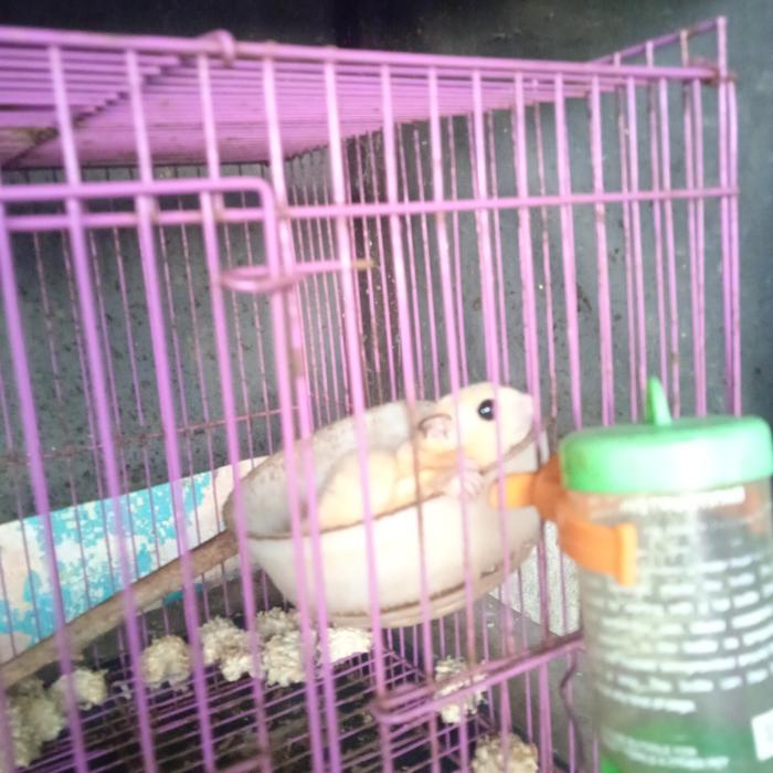 Gambar sugar glider spesial order dari Kaliandra pets undefined Tokopedia