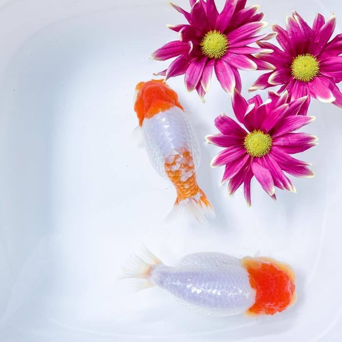Gambar Goldfish Ranchu - Thailand dari Pine Goldfish undefined Tokopedia