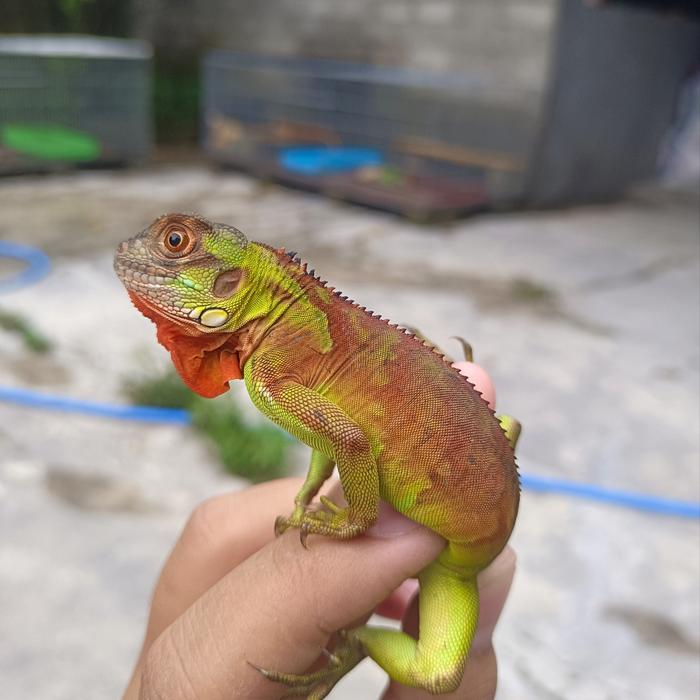 Gambar Red Iguana, sesuai gambar dari Jual Reptil Blitar undefined Tokopedia