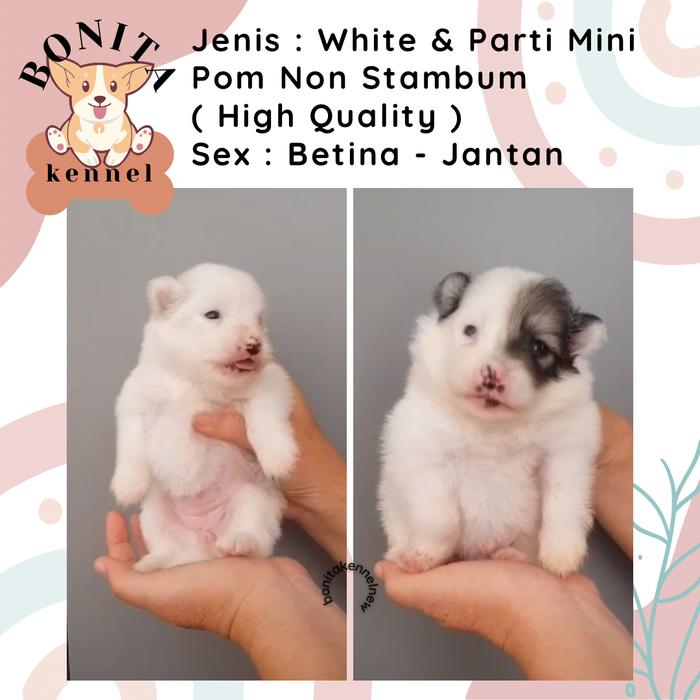 Bandung Jual Mini Pom Jual Jual Best Anjing Mini
