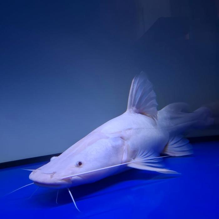Gambar Baung Jaksa Catfish Platinum 45 cm dari OBI FAITH AQUAPETS undefined Tokopedia