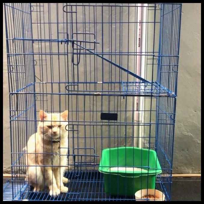 Gambar Kandang Kucing 3 Tingkat Ukuran P_ 60 Cm L_40 Cm T_100 Cm Terbaru - Biru dari Petzone Outlet undefined 3 Tokopedia