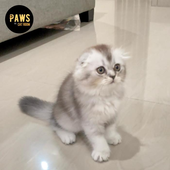 Gambar Kucing SF Scottish Triple Fold Silver Kitten dari Paws Catroom undefined Tokopedia