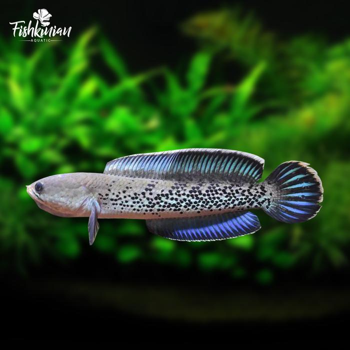 Gambar IKAN CHANNA GRADE A - Auranti, Andrao, Blue Pulchra, Maru, Stewarti - Stewarti, 4-6 cm dari FISHKINIANSTORE undefined Tokopedia