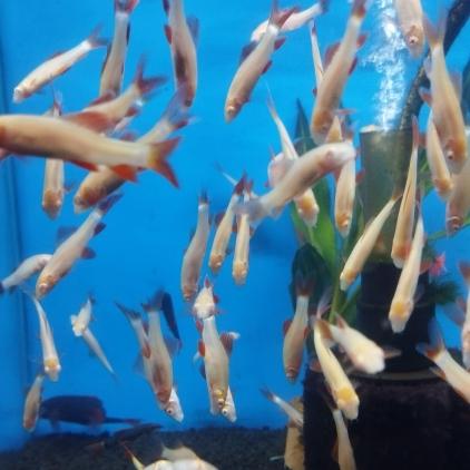 Gambar ikan hias aquarium ikan redfin - Hitam dari Raffa Aquarium Cimahi undefined Tokopedia