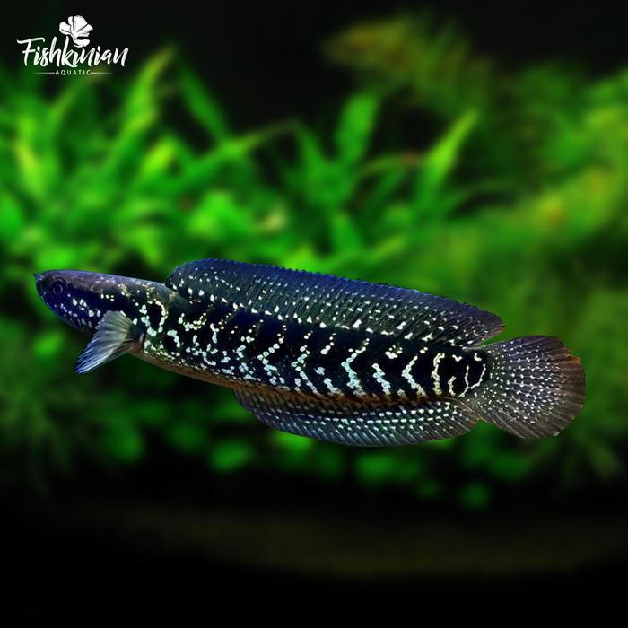 Gambar IKAN CHANNA GRADE A - Auranti, Andrao, Blue Pulchra, Maru, Stewarti - Asiatica WS, 10-12 cm dari FISHKINIANSTORE undefined Tokopedia