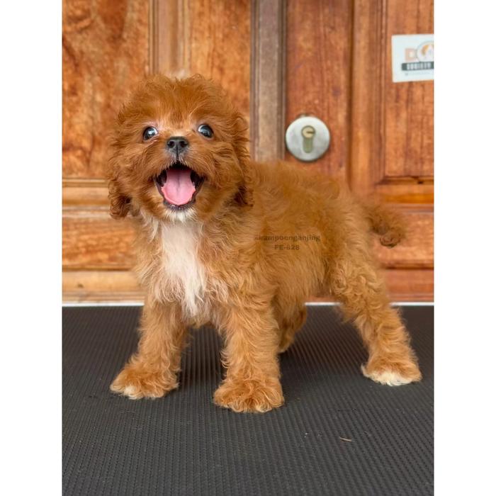 Gambar Anjing Cavapoo F1 Imut dan Berbulu 828 dari DOG SOCIETY KENNEL undefined Tokopedia