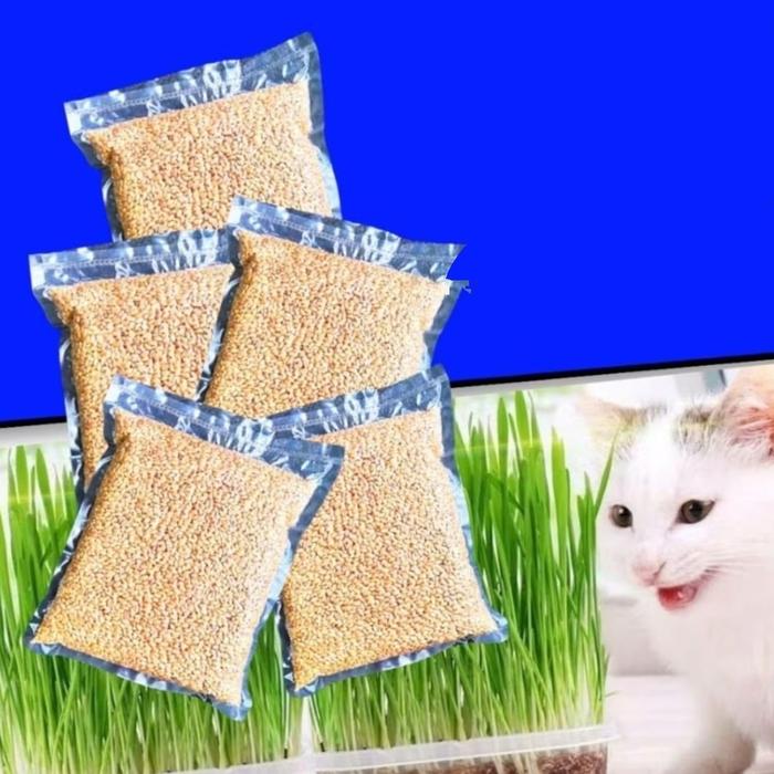 Gambar Cat Grass Benih Rumput Kucing Wheat Grass Sades gras Cat Gras dari Raffa Aquarium Cimahi undefined Tokopedia