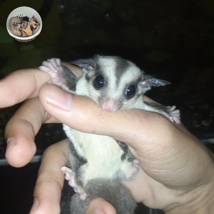Gambar Sugar Glinder Joey Classic Grey - Betina dari Faa Glider undefined 5 Tokopedia