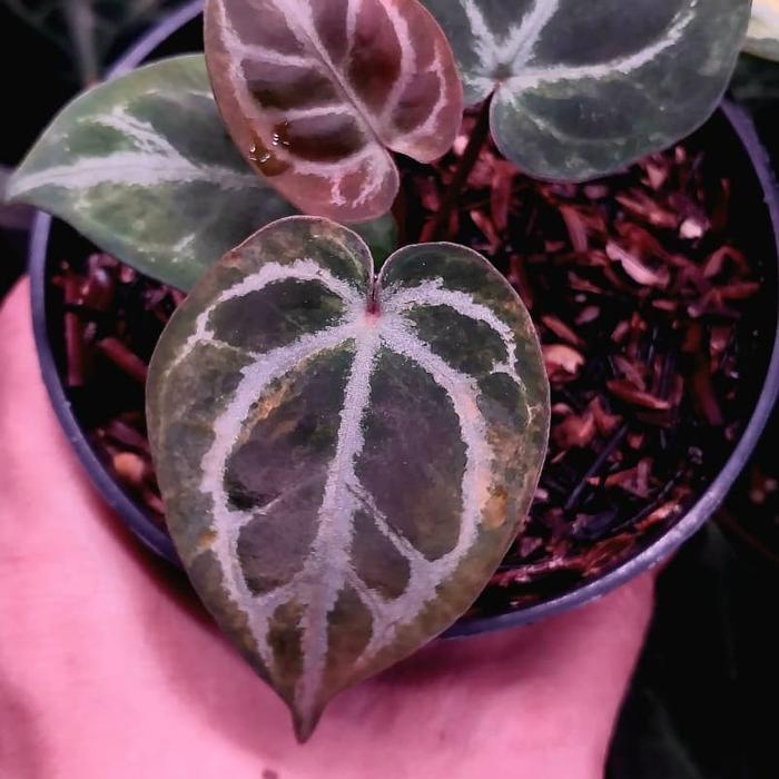 選抜]King of Spades x Red Crystalinum