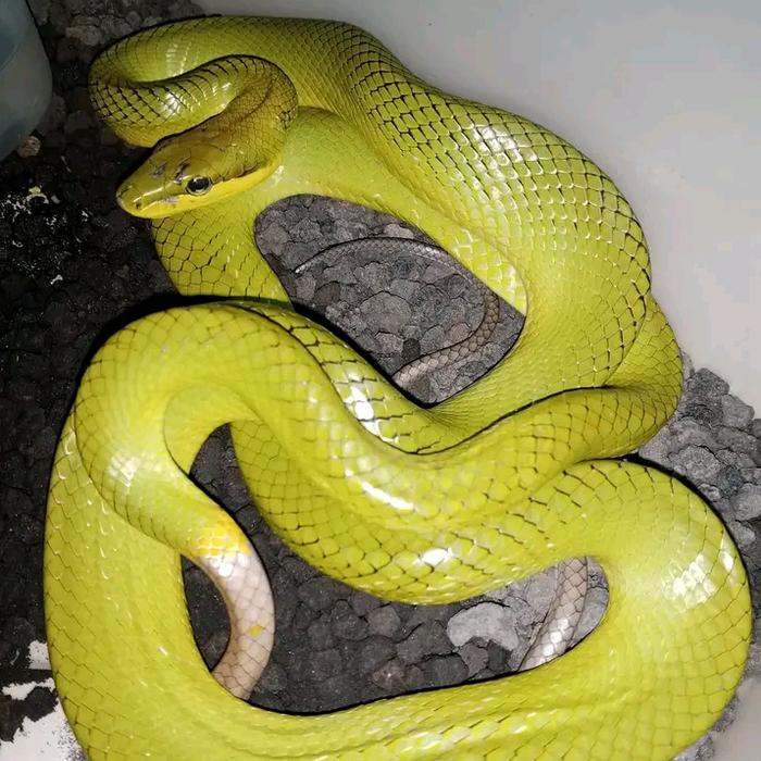 Gambar Ular bajing hijau Gonyosoma dari reptile soe undefined Tokopedia