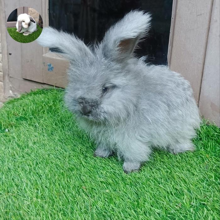 Gambar Kelinci english anggora remaja dari Sobat bunny undefined Tokopedia