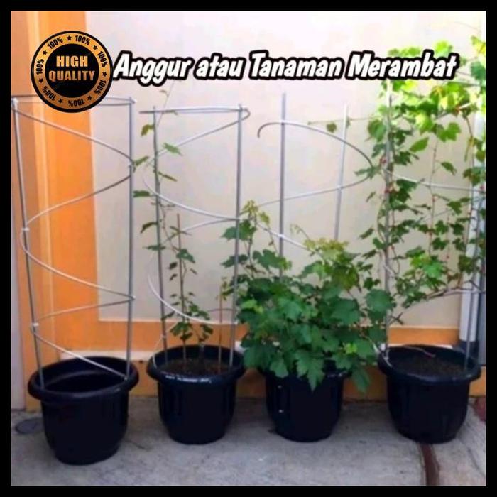 Gambar tiang rambatan tabulampot anggur - anjir anggur atau tanaman rambat best quality - Paket A dari Dream Shop Pedia undefined Tokopedia
