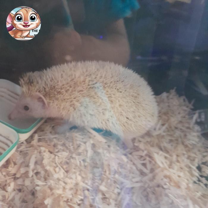 Gambar anakan landak mini usia 2-3 bulan - cinnamon, Aanakan dari The juras 99 pets undefined Tokopedia