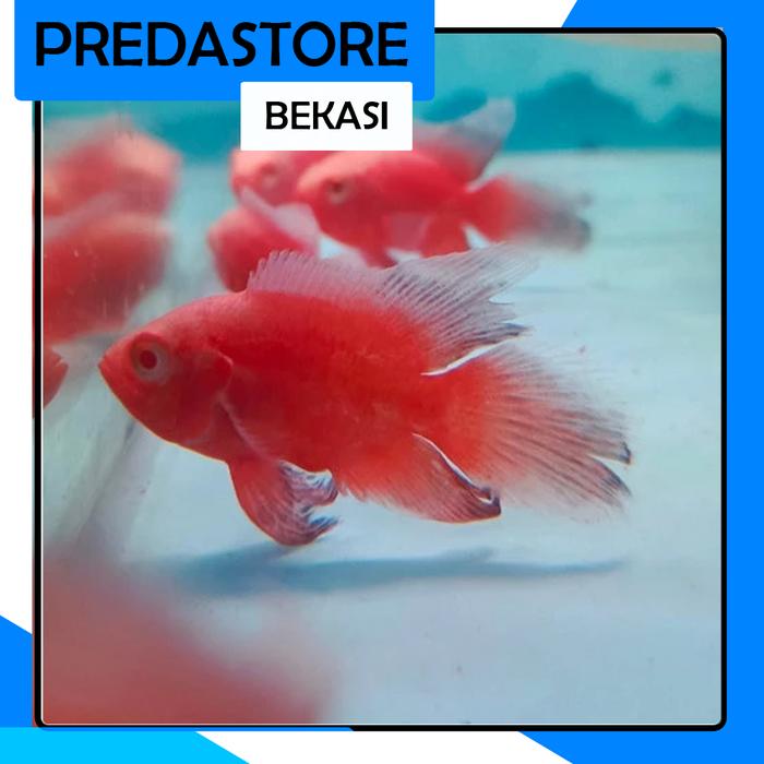 Gambar Oscar Red Chilli Slayer Longfin dari predastorefish undefined Tokopedia