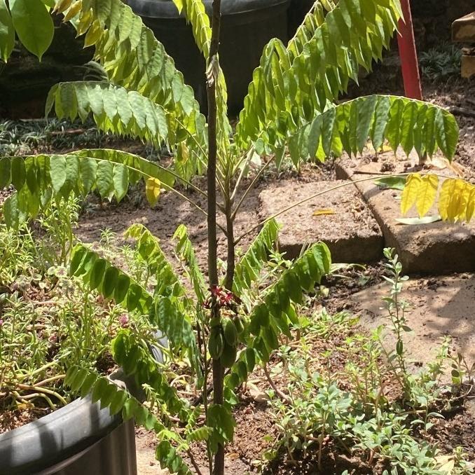 Gambar Tanaman Buah Belimbing Wuluh Sayur // Sudah Berbuah - Uk 2 meter dari rapturetreehouse undefined 4 Tokopedia