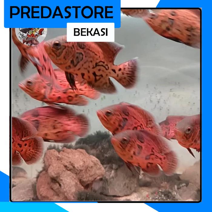 Gambar Leopard Oscar / Black Nemo Real dari predastorefish undefined Tokopedia