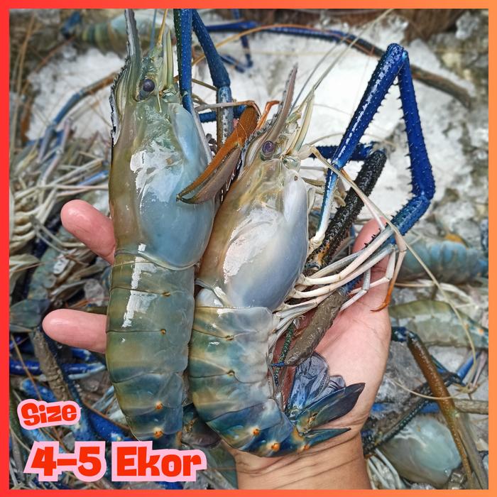 Gambar Udang Galah Segar | Size Kecil - Besar | Kemasan 1kg - 4-5 Ekor dari SalmondiBox Bekasi undefined Tokopedia