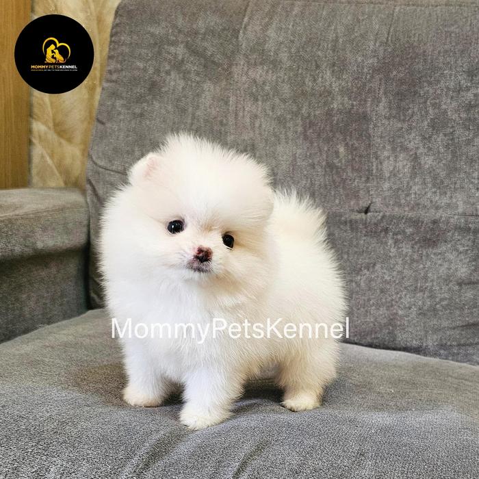 Harga Anjing Teacup Anak Anjing Teacup Yorkiepoo Foto Stok Unduh