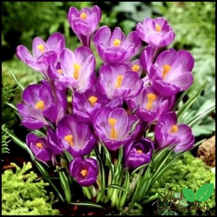 Gambar "Qriss" Tanaman Hias Lili Hujan - Bunga Hitup Kucai Tulip - Lily Hujan - D dari Ridwancell888 undefined Tokopedia