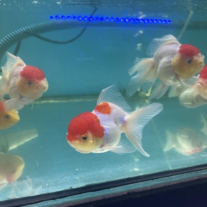 Gambar Koki redcap size 8-10cm | red cap goldfish | ikan hias air tawar dari Thamrin Aquarium undefined Tokopedia