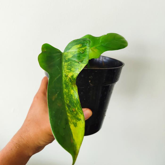 Gambar philodendron violin variegata mature - Gambar A dari Green Fasyin undefined Tokopedia