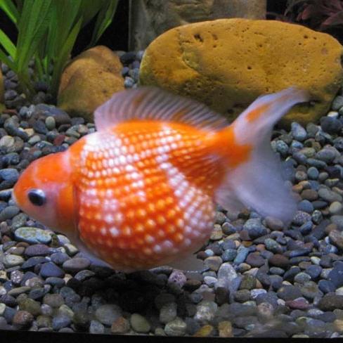 Gambar mas koki ikan hias aquascape dari Fauna aqua undefined Tokopedia