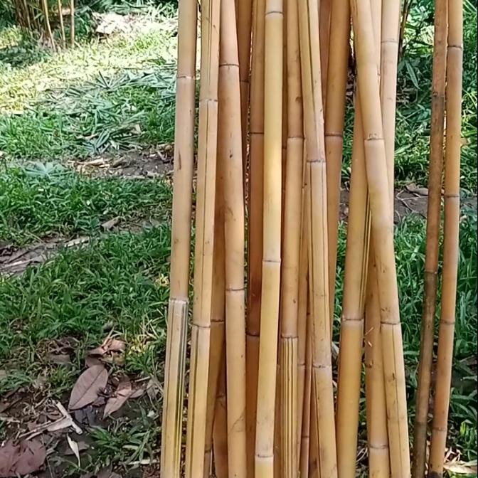 Gambar bambu kuning potongan panjang 2,5 meter dari Arisflora undefined Tokopedia