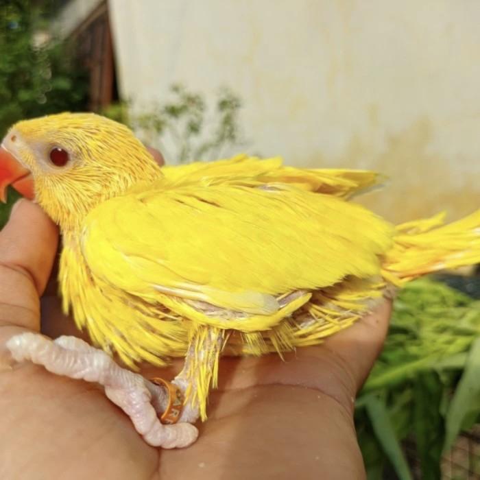 Jual IRN Lutino Baby Indian Ring Neck Lutino Anakan Dewasa